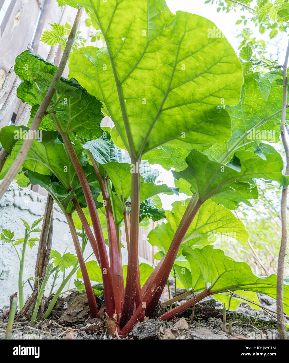 Rhubarb plant in the garden. Close up. Stock Photo