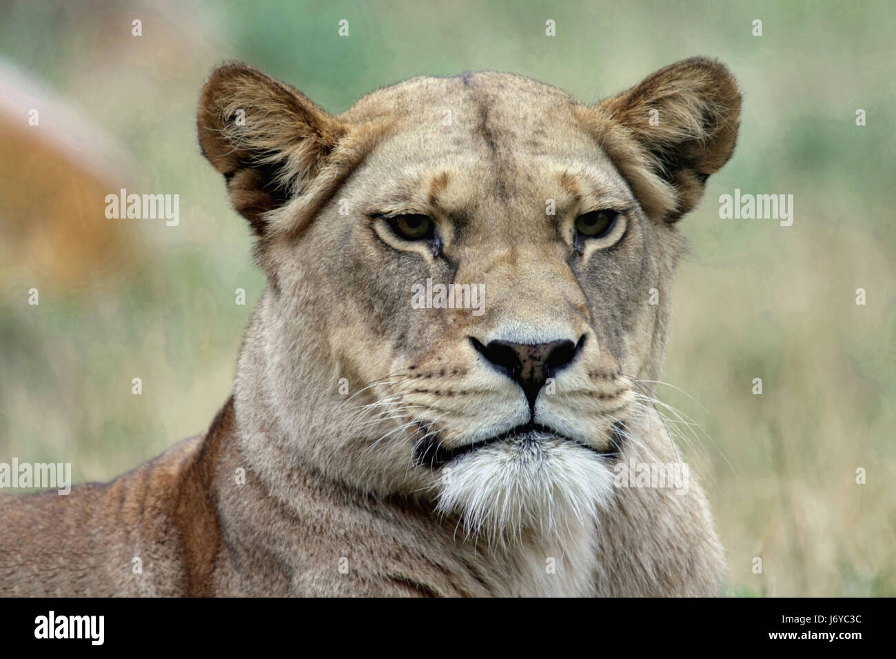 wild lion cat big cat feline predator portrait predator queen lioness mouth Stock Photo