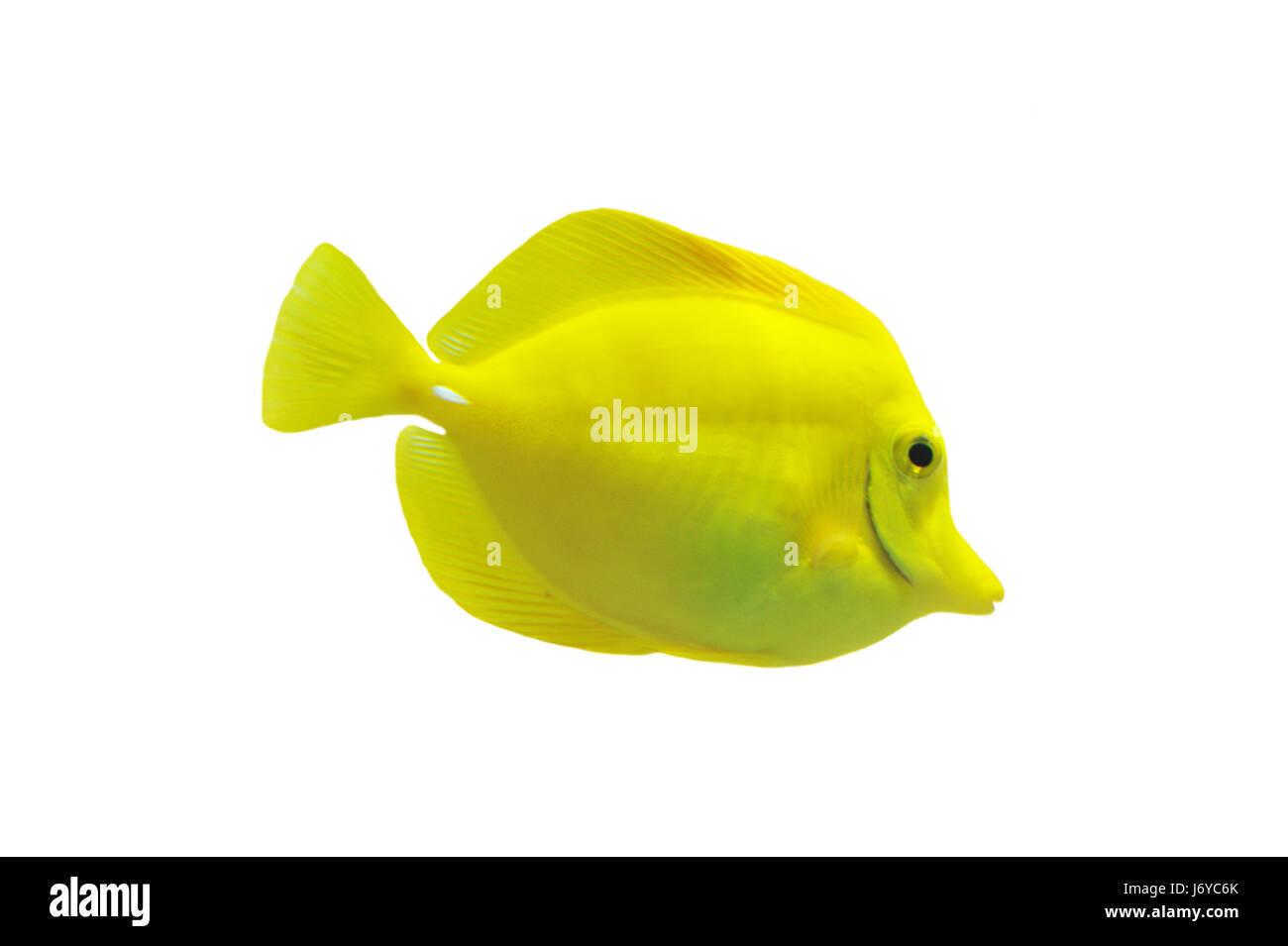 fish yellow isolated aquarium fish up on tropical backgrounds climate