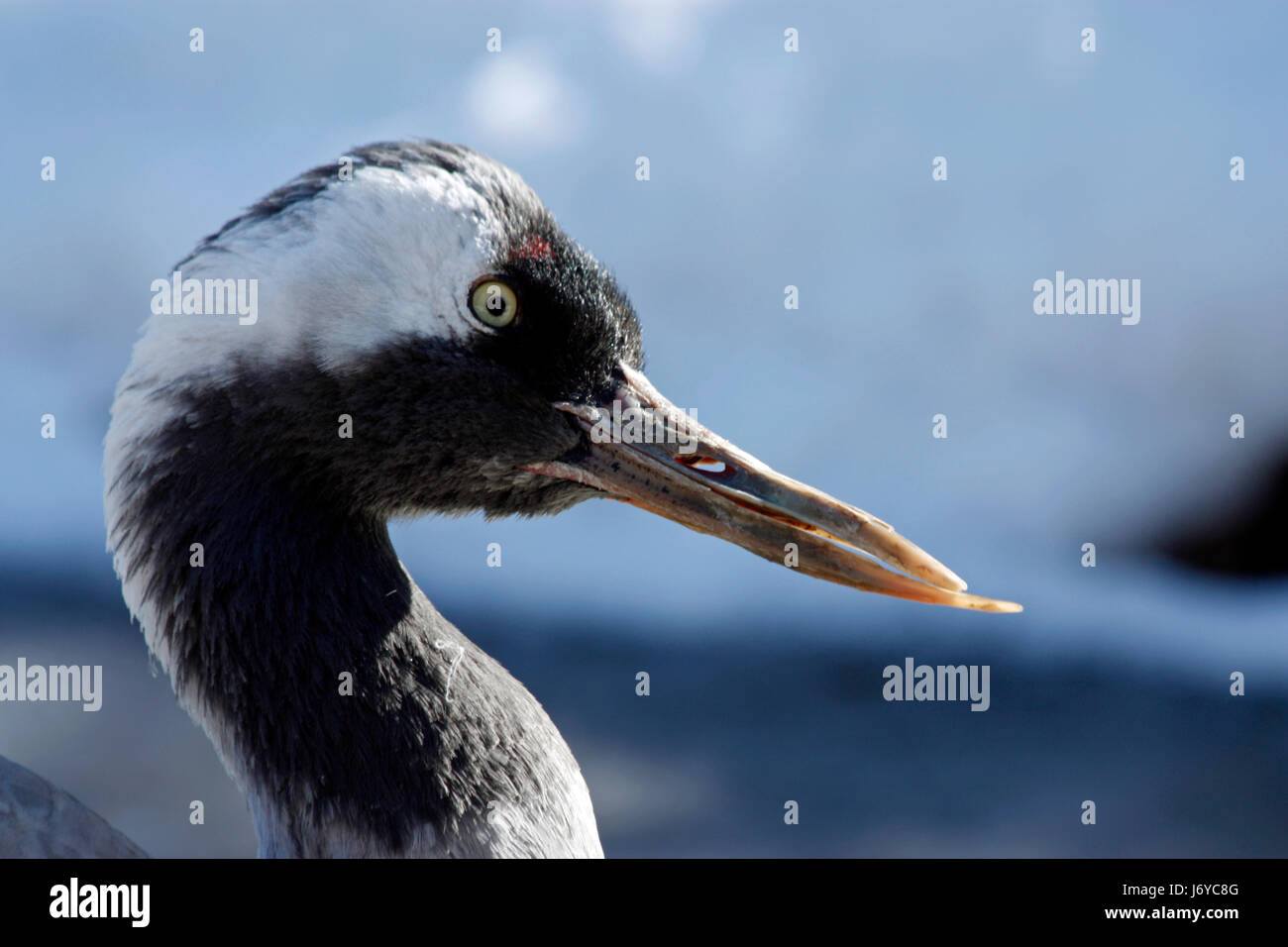 Pointed beak hi-res stock photography and images - Alamy