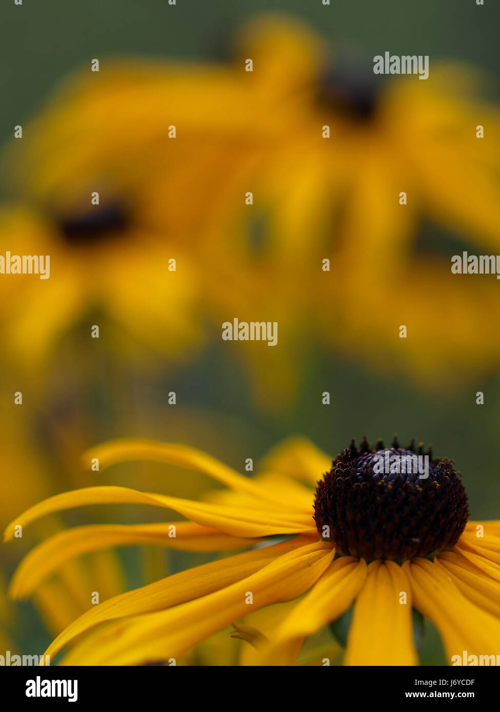 bloom blossom flourish flourishing summer flower sun shade yellow bloom