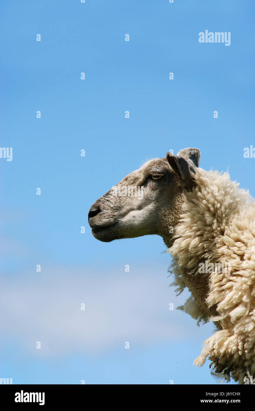 sheep wool shearing shear ram blockhead head portrait sheep wool