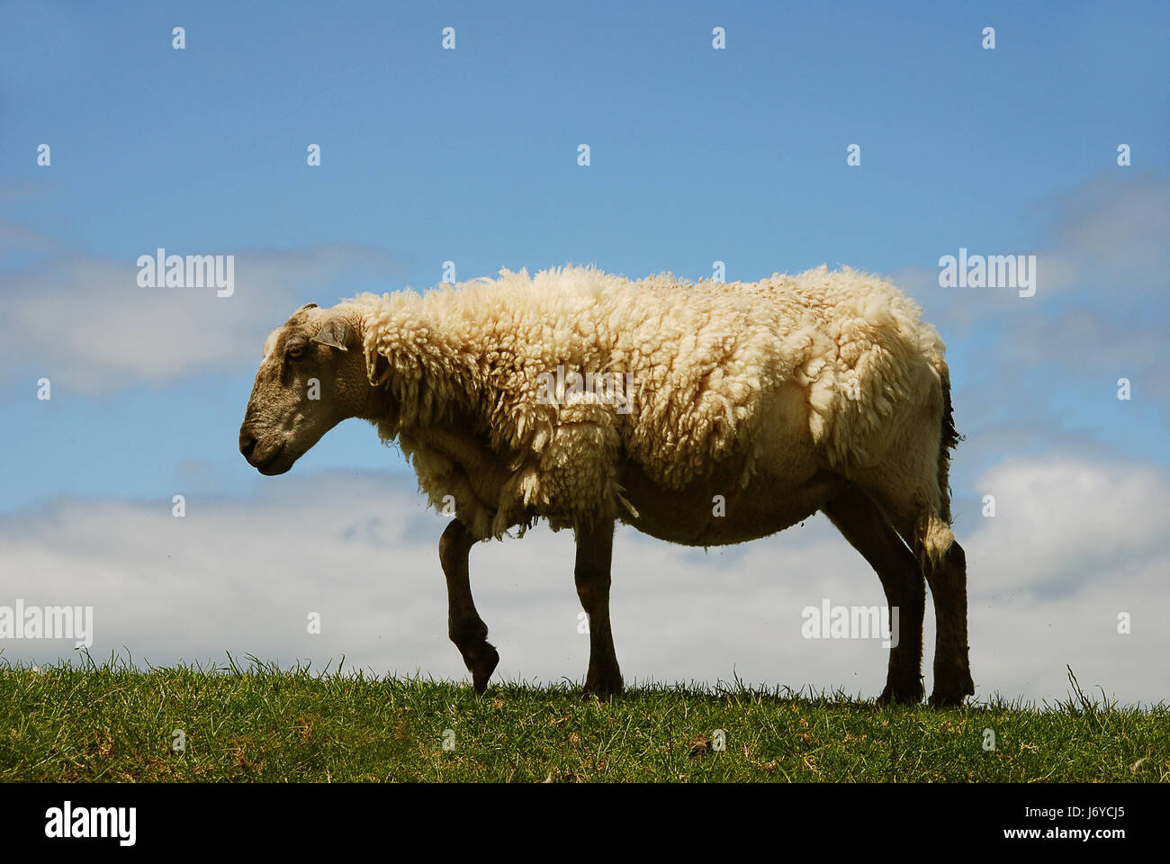 sheep wool shearing shear ram blockhead head portrait sheep wool