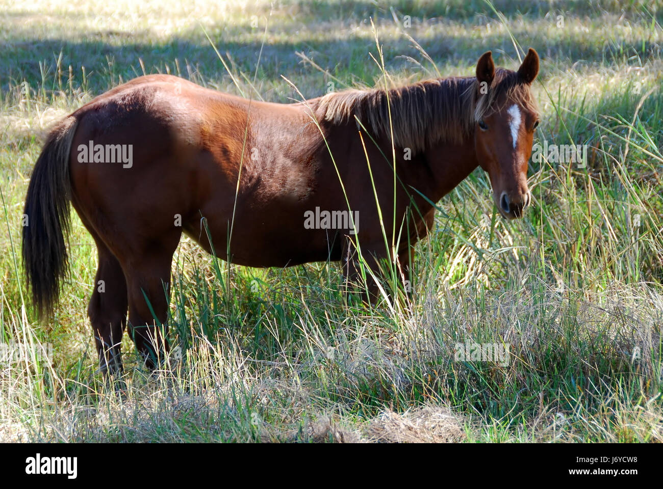 horse horse breeding thoroughbred yearling horse australia horses