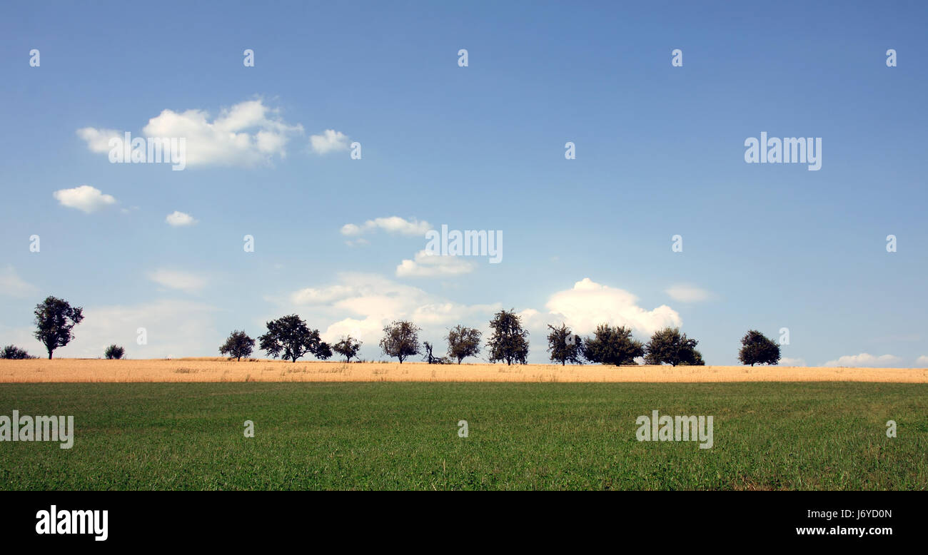 blue tree trees green agriculture farming field firmament sky gold blue bucolic Stock Photo