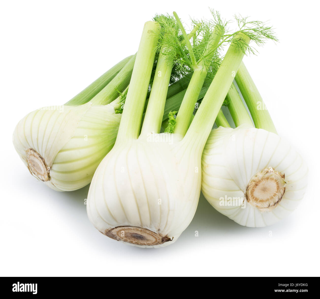 Florence fennel bulbs. Isolated on a white background. Stock Photo