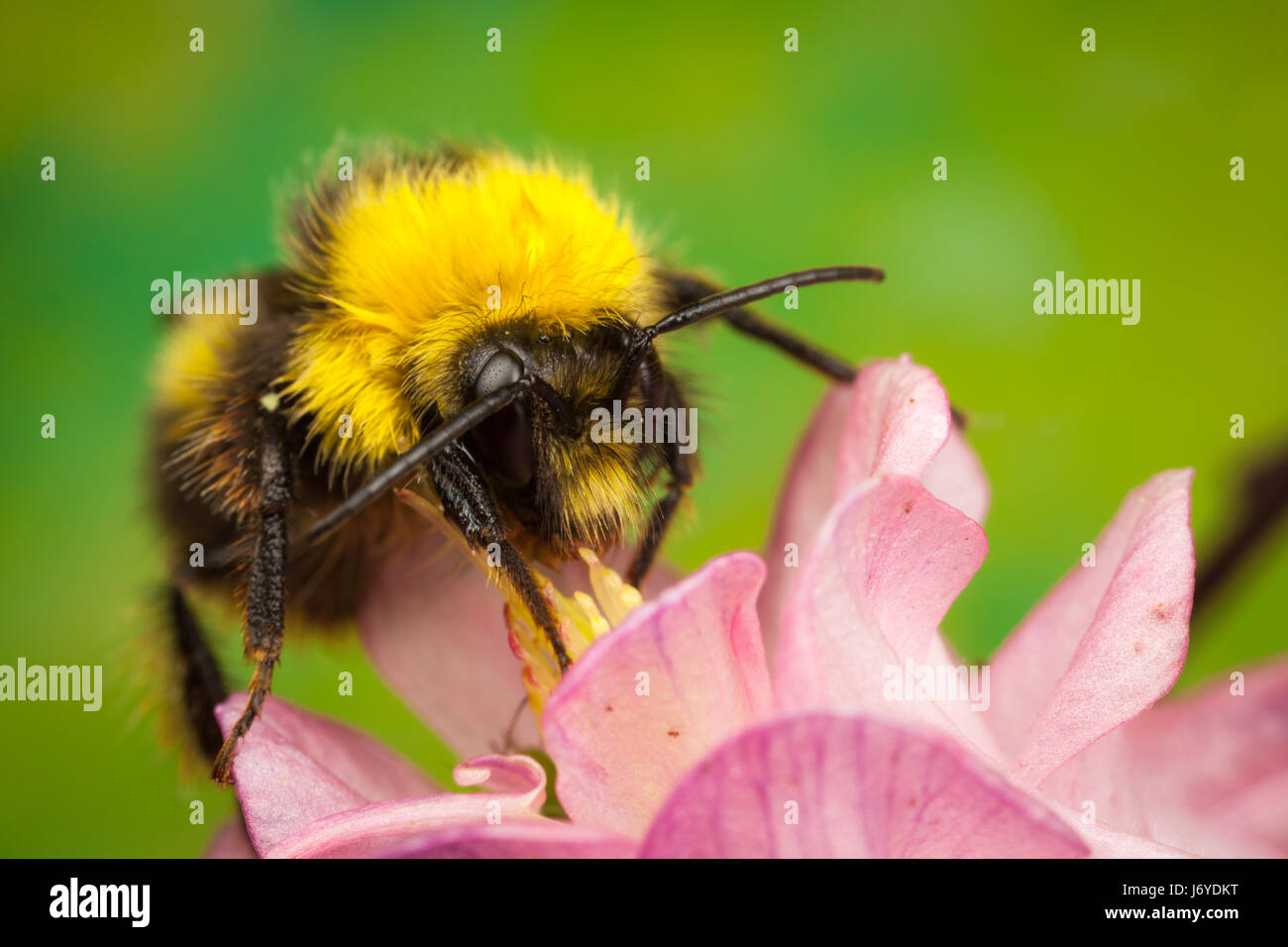 Bumblebee collecting nectar from a flower Stock Photo