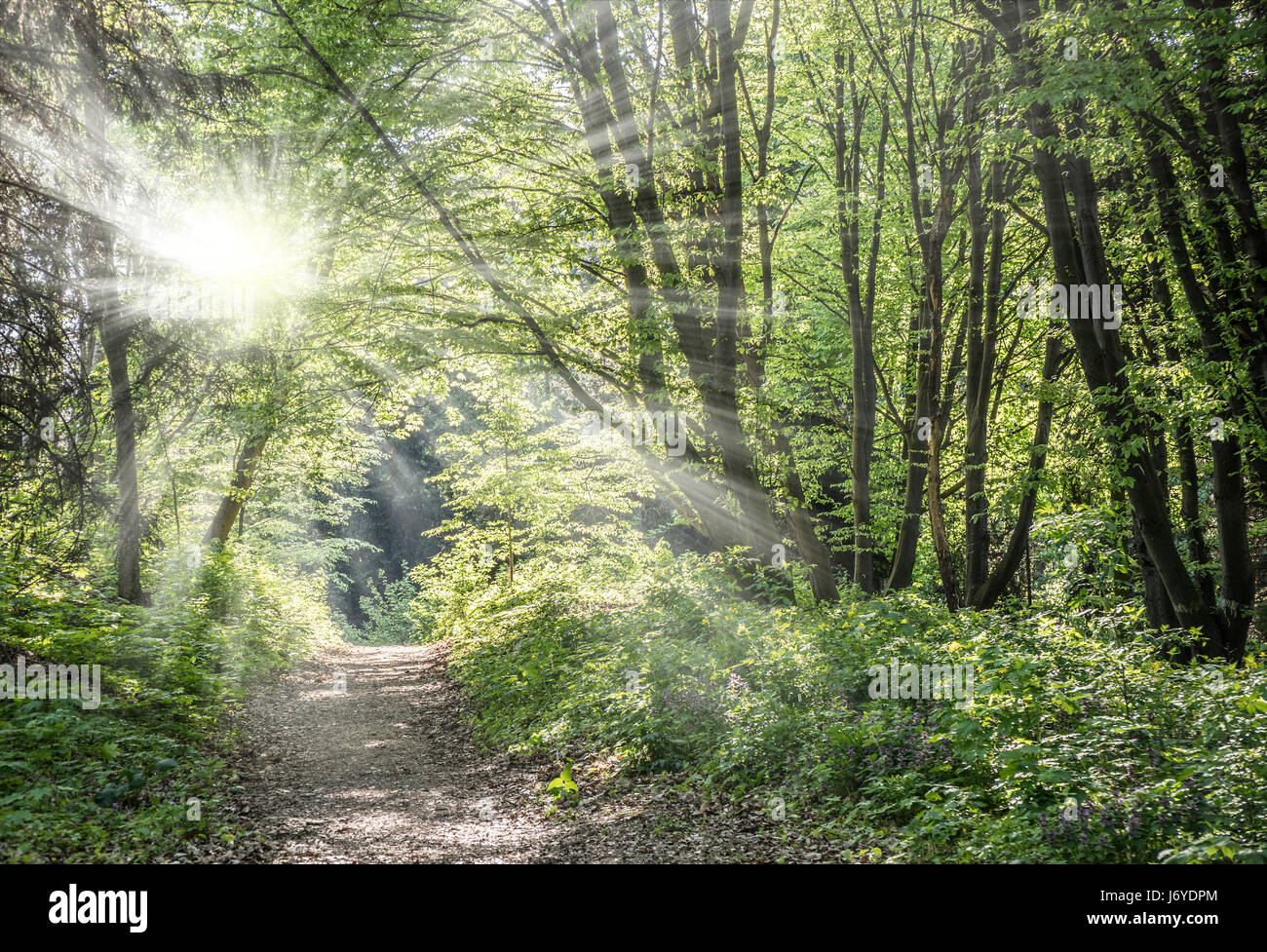 Spring Sun Through Trees Sunlights shining through the trees in the spring forest Stock Photo ...