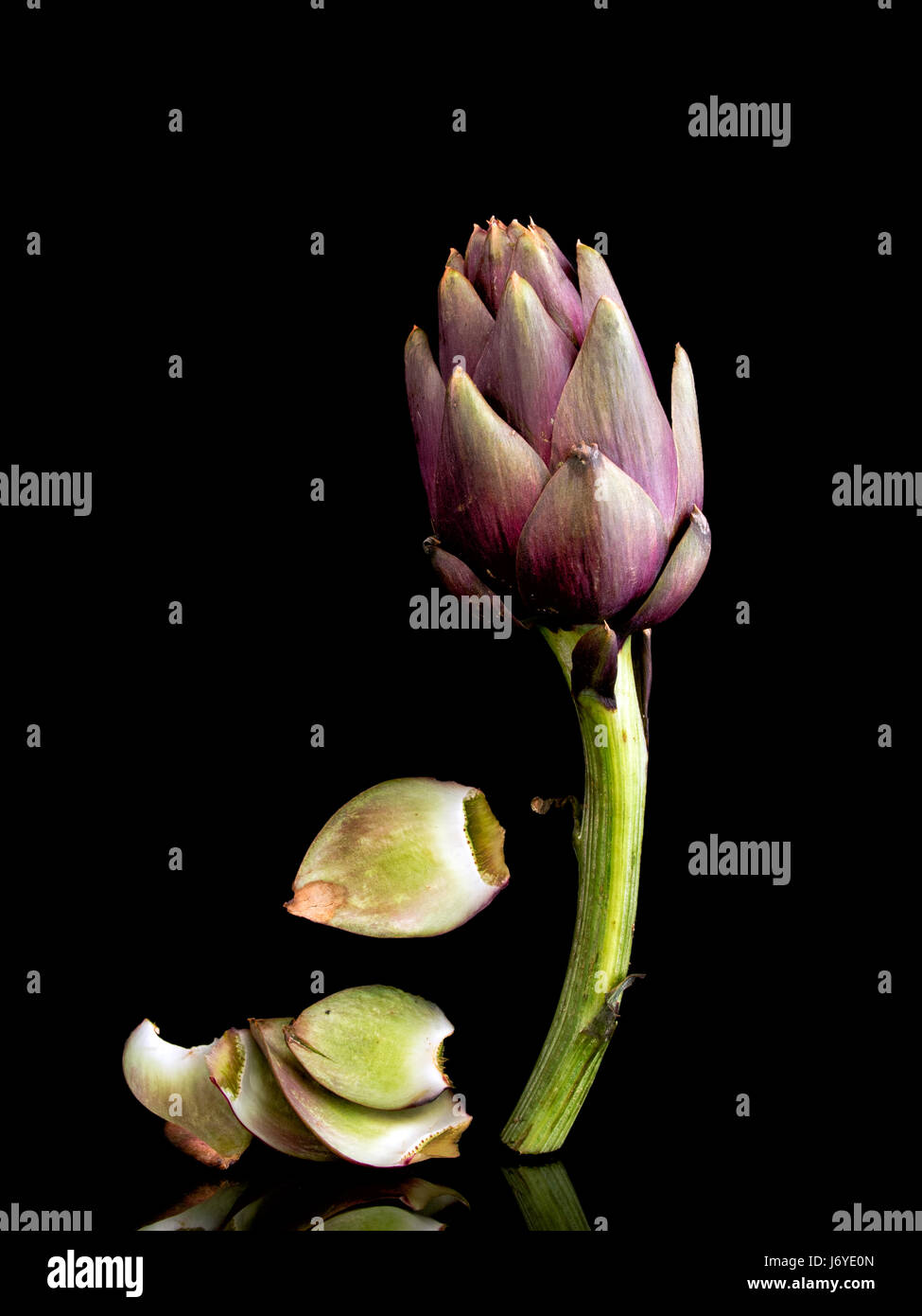 Purple artichoke. Healthy vegetable, high in cynarin,folate, antioxidents and vitamins. Stock Photo