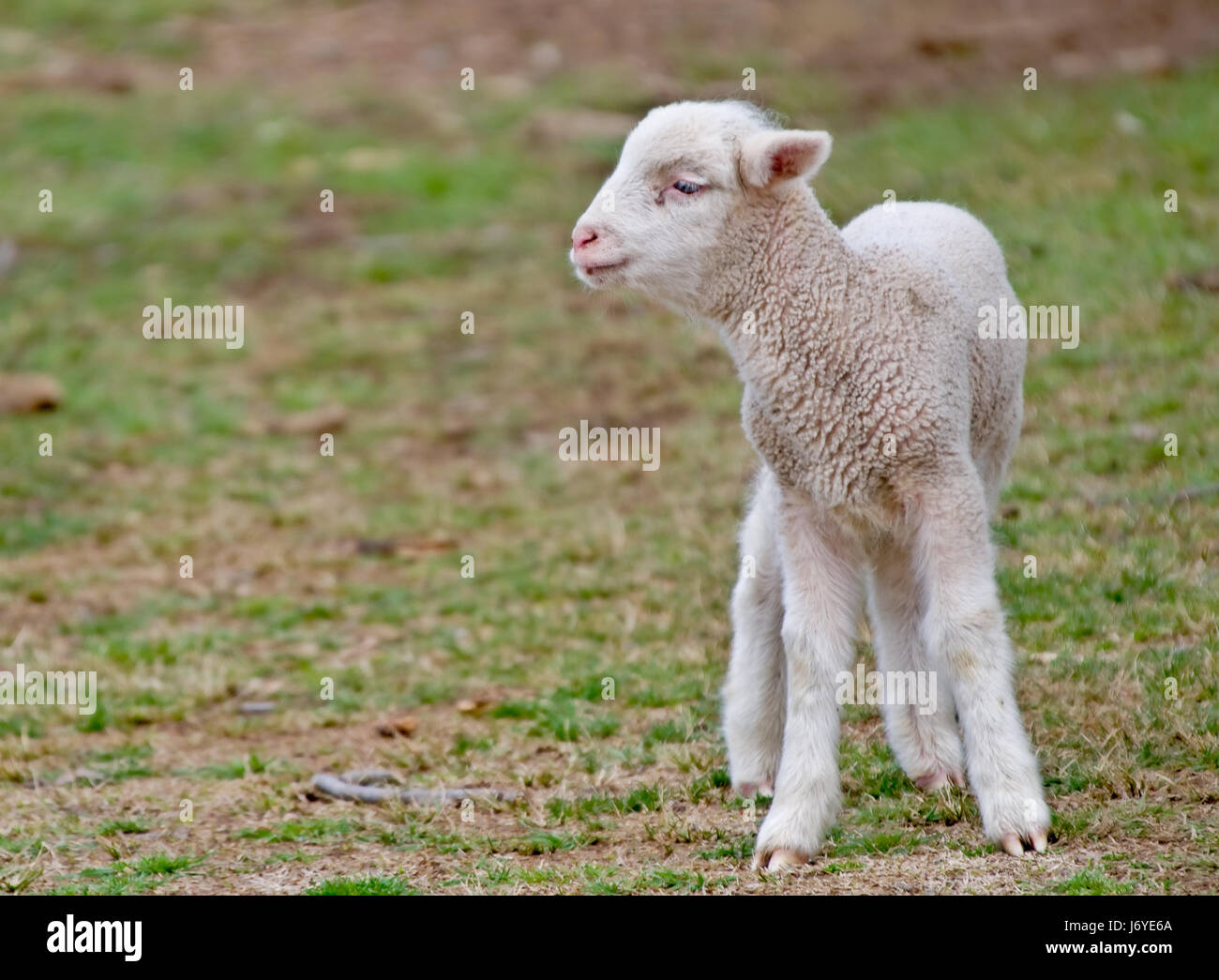 animal sheep farm woolly young younger lamb beautiful beauteously nice animal Stock Photo