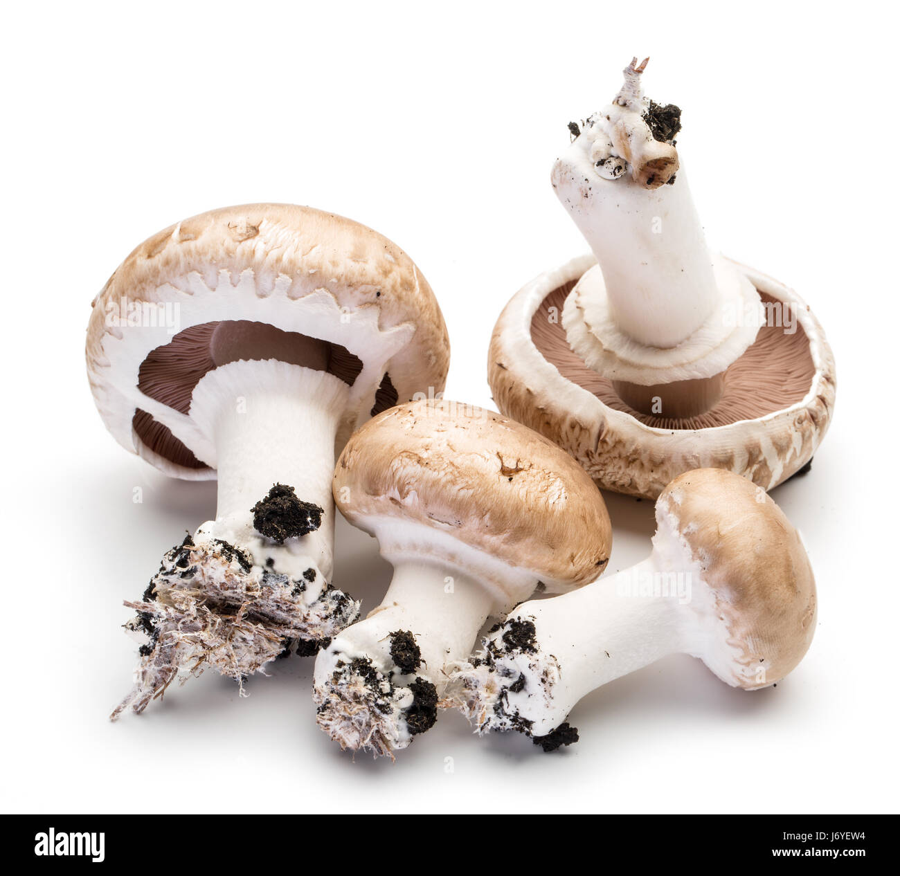 Champignon mushrooms on the white background. Stock Photo