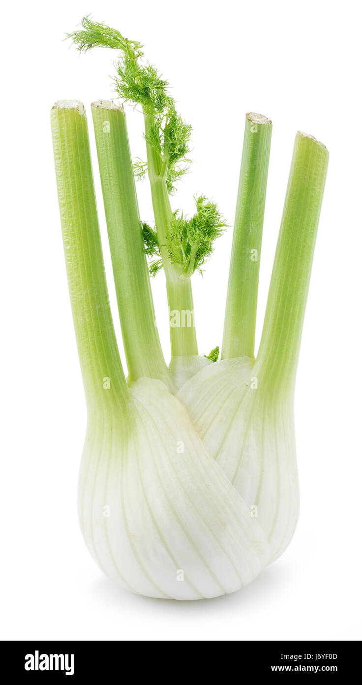 Florence fennel bulb. Isolated on a white background. Stock Photo