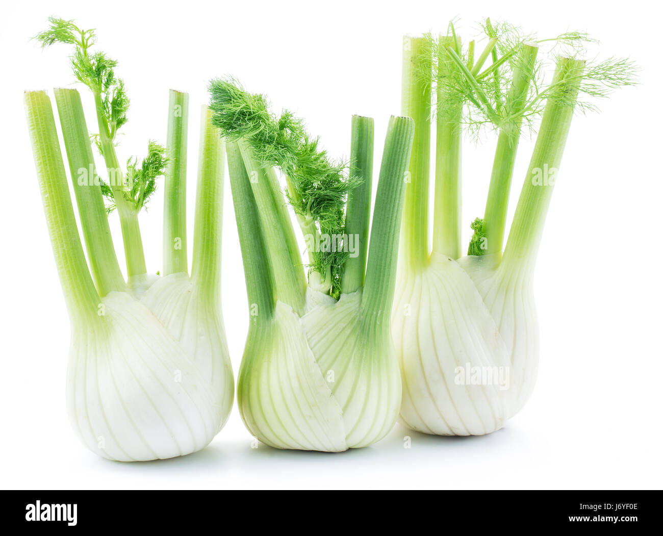 Florence fennel bulbs. Isolated on a white background. Stock Photo