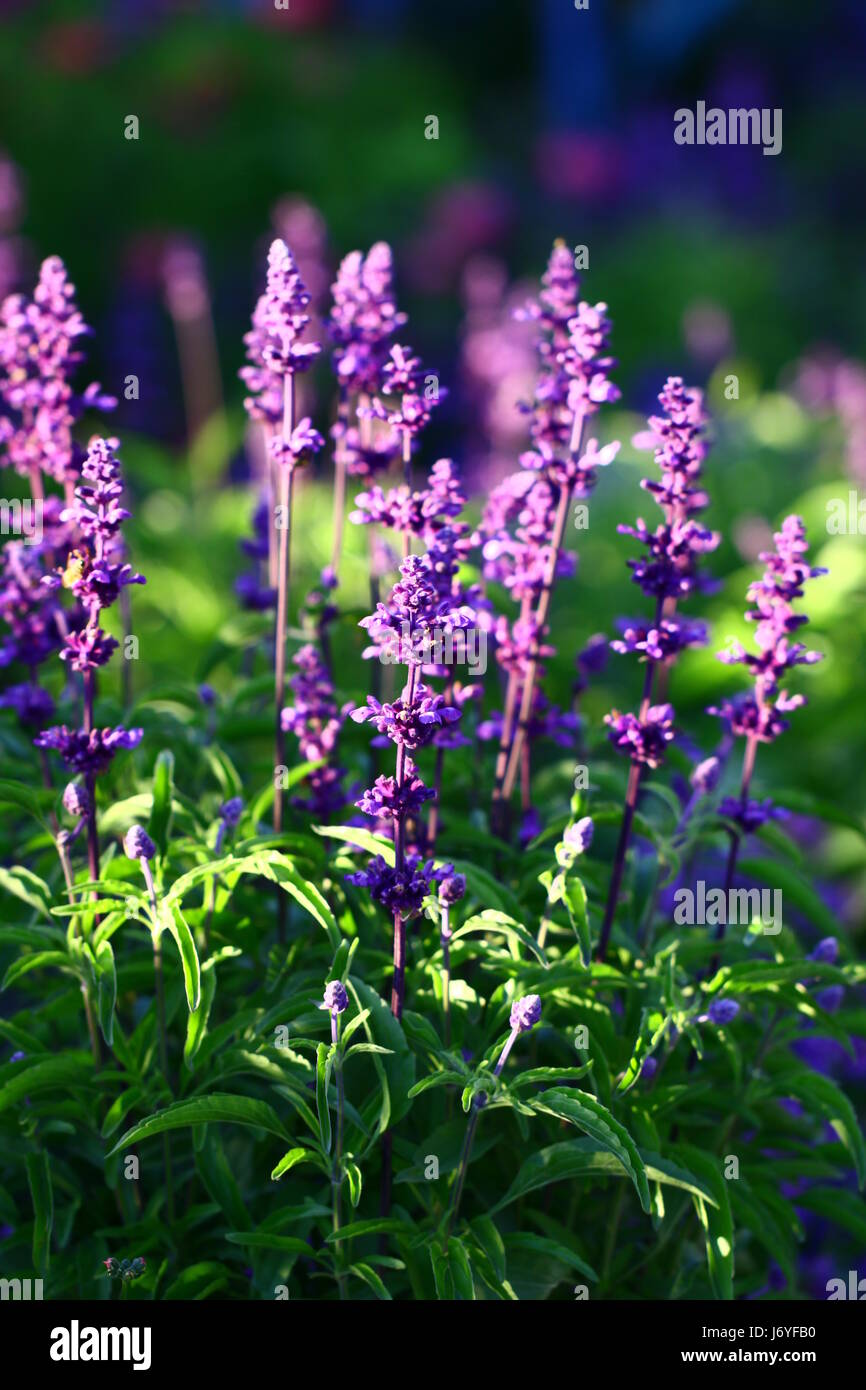 nutmeg sage Stock Photo Alamy