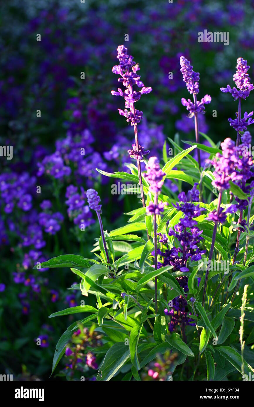 ornamental sage Stock Photo Alamy