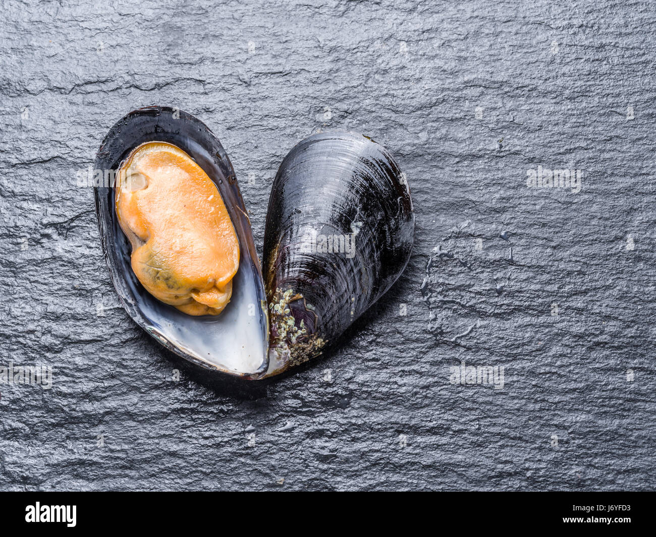Boiled mussel on the graphite background. Stock Photo