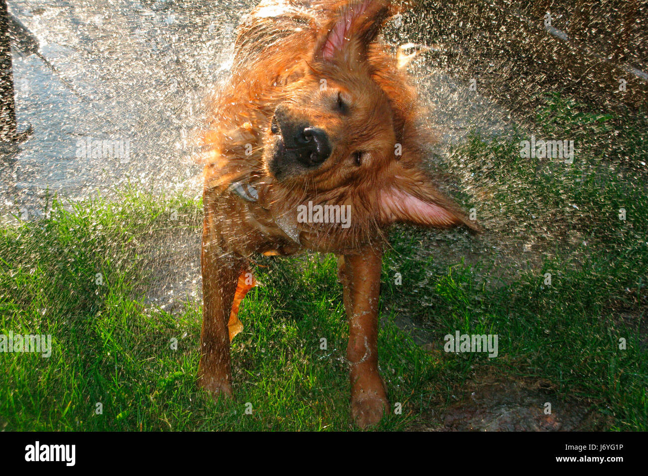 почему собака отряхивается. собака отряхивается. мокрая собака отряхивается. почему собака отряхивается. собака отряхивается.