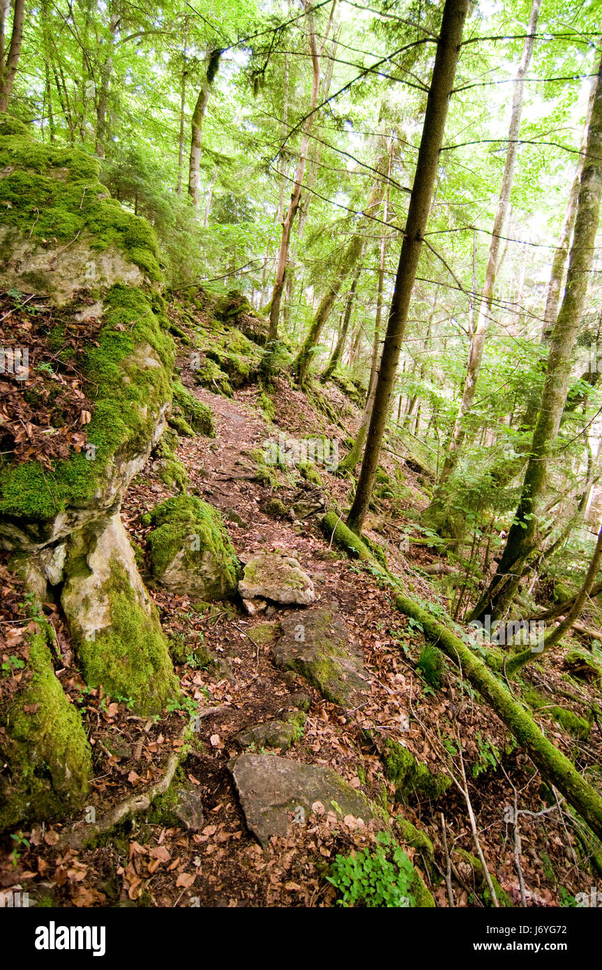 nature-sanctuary adventure black forest path tree stone holiday vacation Stock Photo