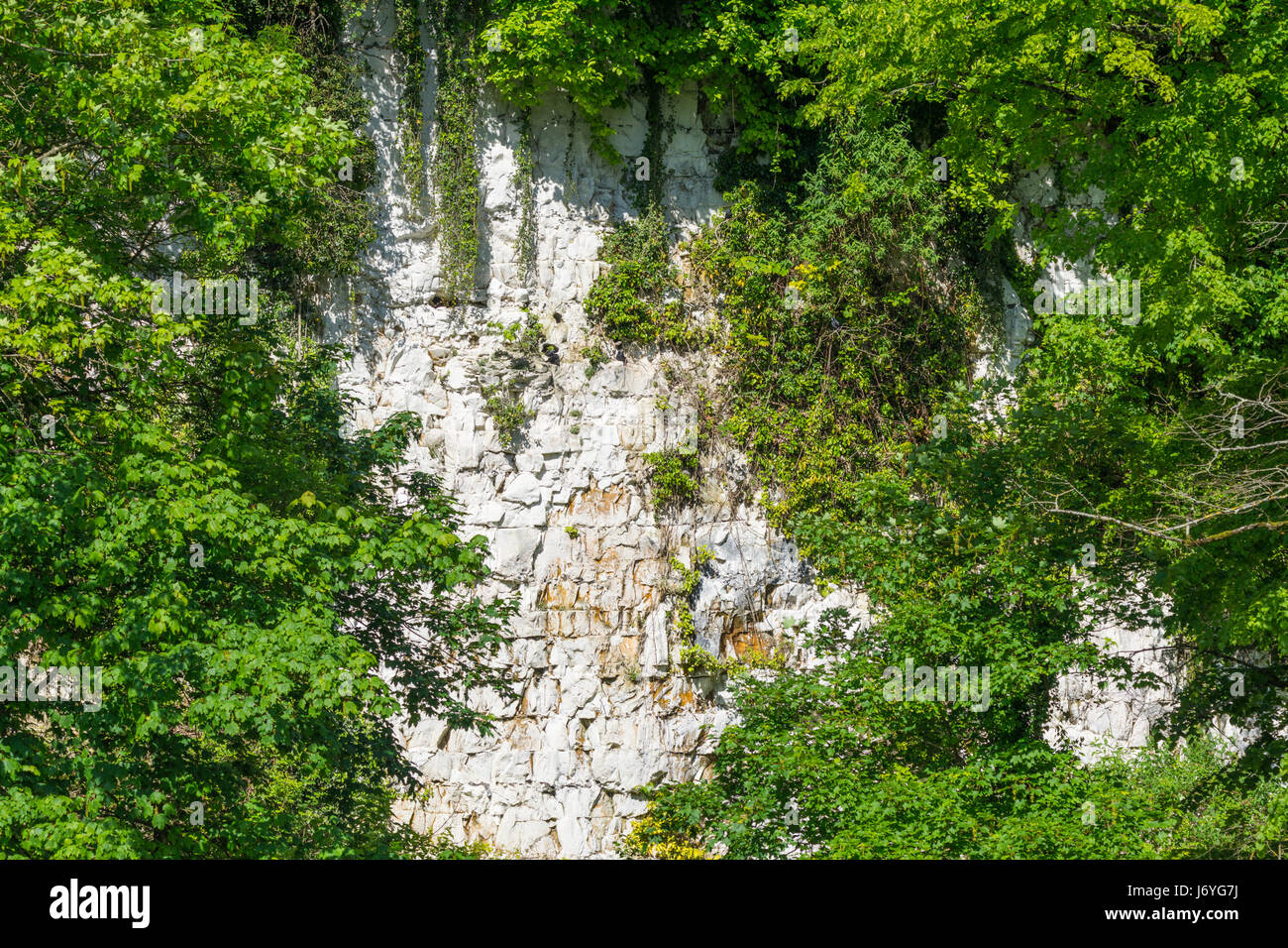 Inland chalk cliff face with surrounding vegetation. Stock Photo