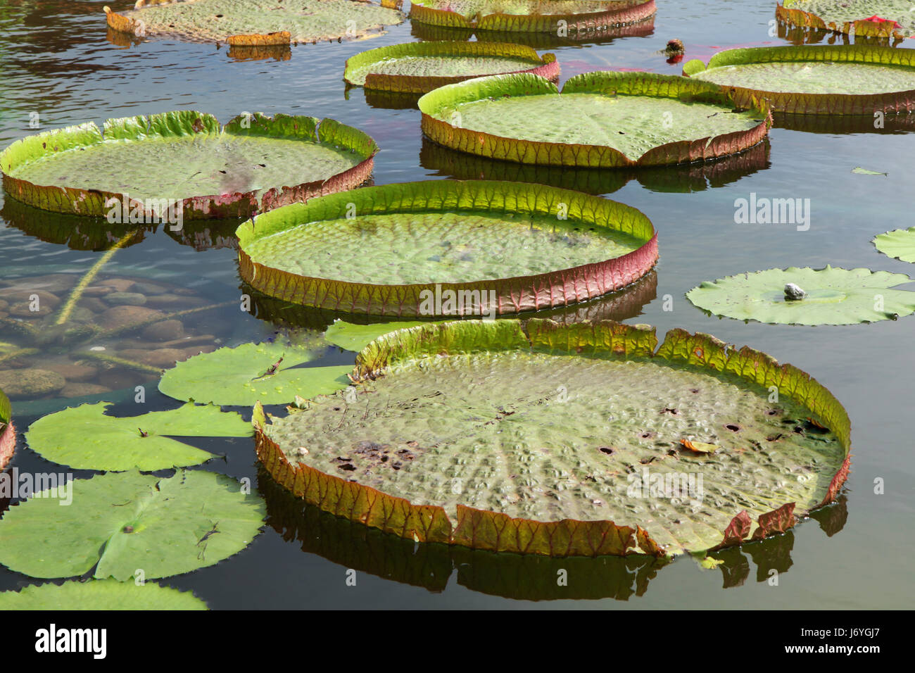 Victoria regia hi-res stock photography and images - Page 13 - Alamy