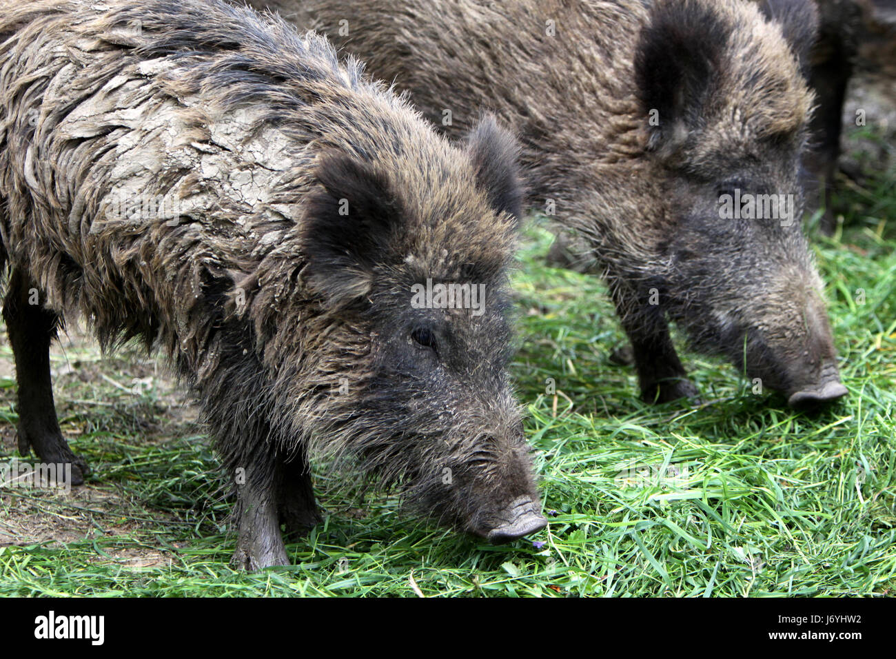 mammal wild wild boar pig wild animal wild boars mammal wild wild boar pig Stock Photo