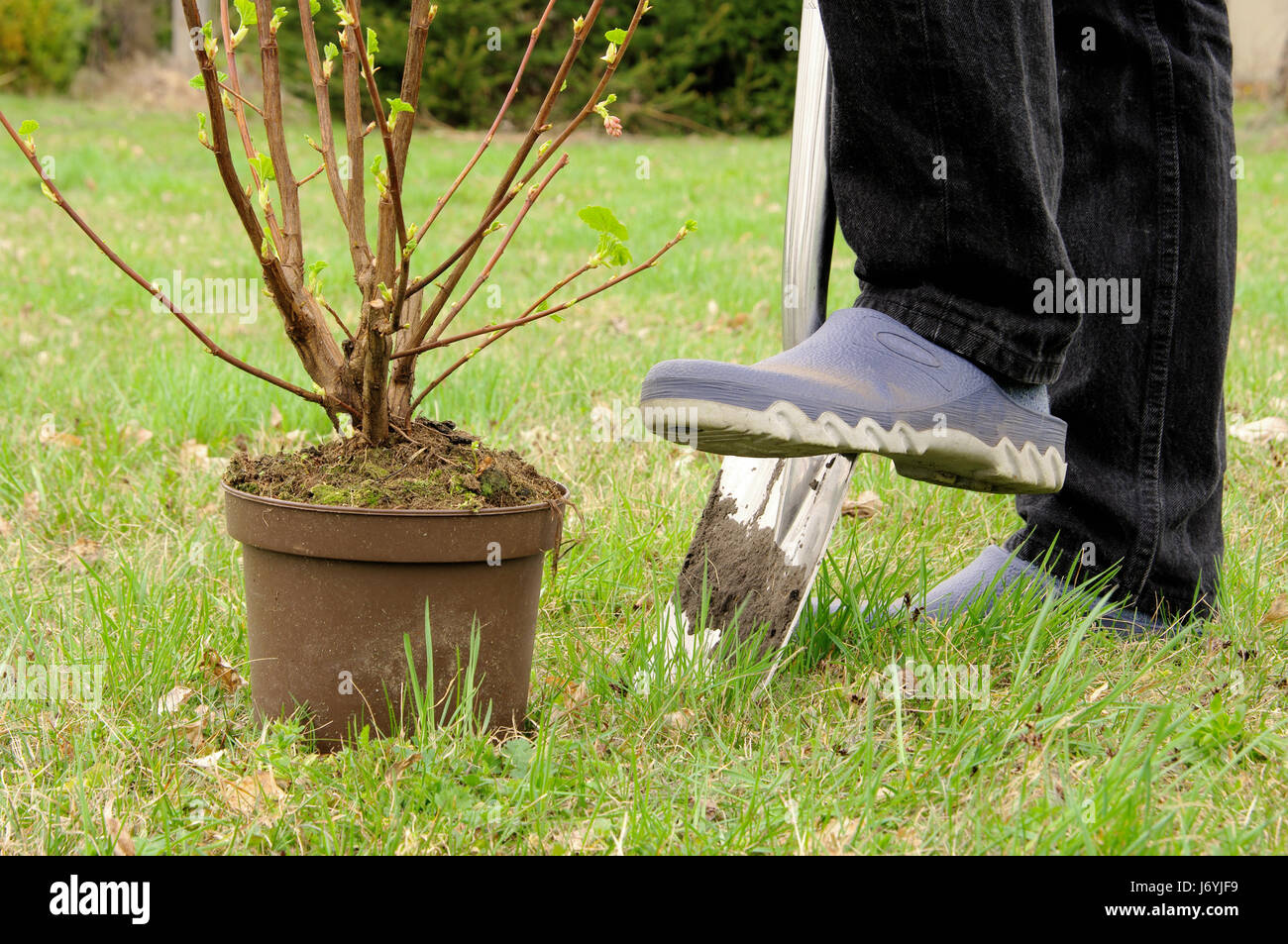 shrub planting planting a shrub 07 Stock Photo Alamy