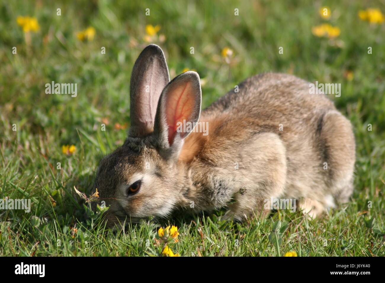 wild rabbits during feeding Stock Photo Alamy