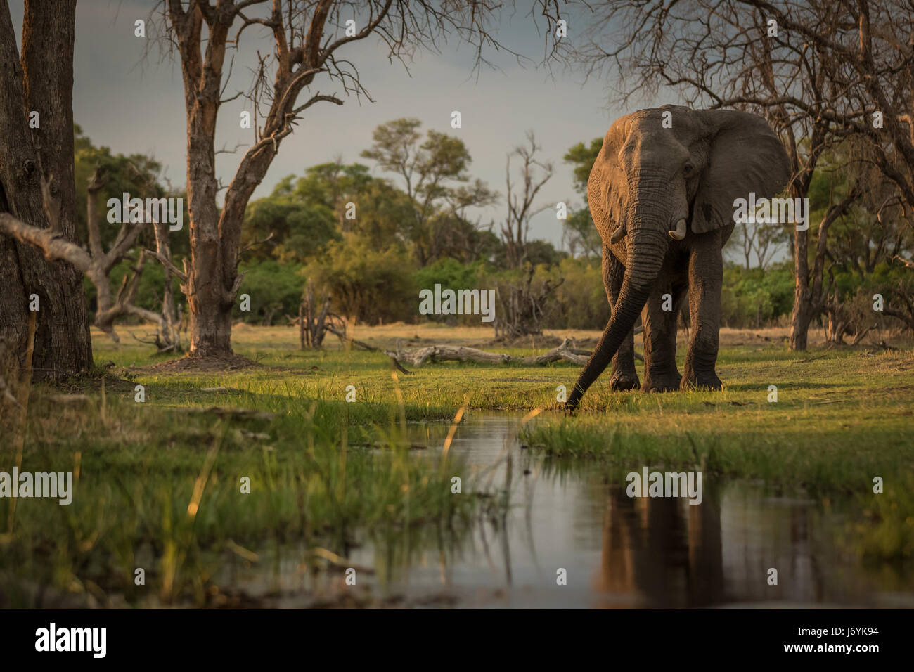 African Elephant drinking at sunset in the Okavango Delta, Botswana Stock Photo