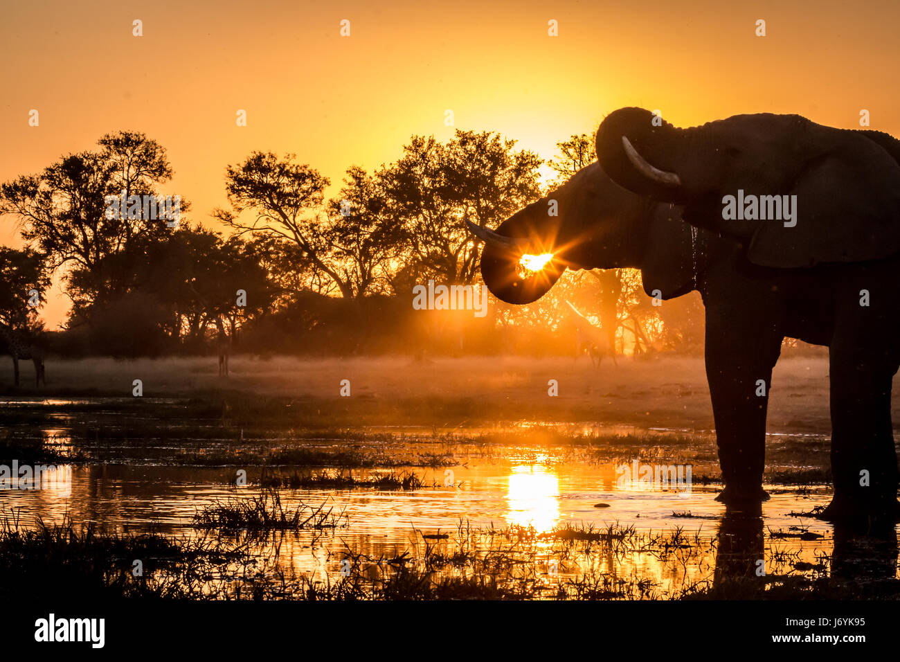 African Elephant drinking at sunset in the Okavango Delta, Botswana Stock Photo