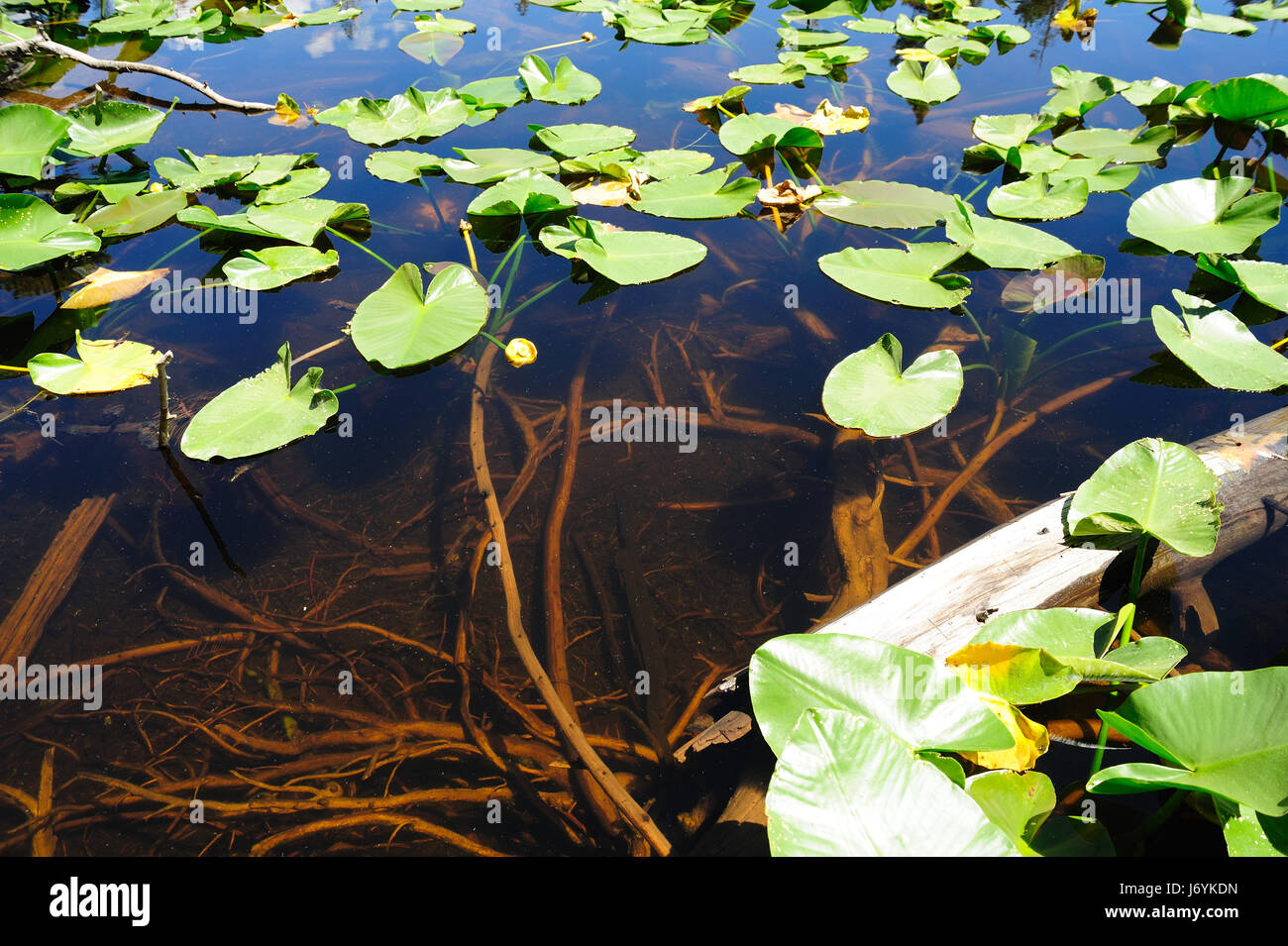 Page 7 Water Lily Root High Resolution Stock Photography And Images Alamy Page 7 Water Lily Root High Resolution Stock Photography And Images Alamy