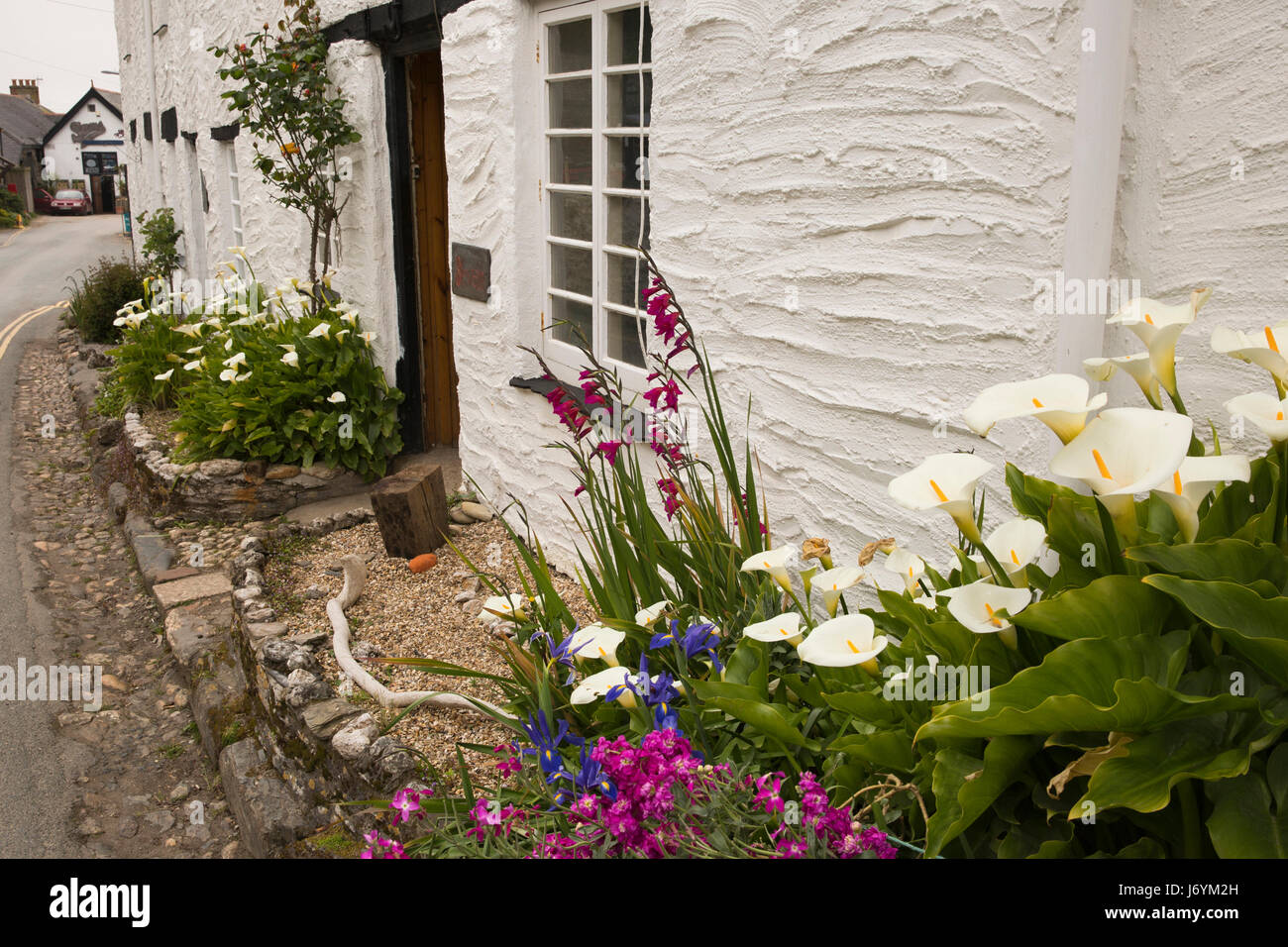 UK, Cornwall, St Austell, Polkerris, floral display in front garden of small fishermen’s cottage Stock Photo