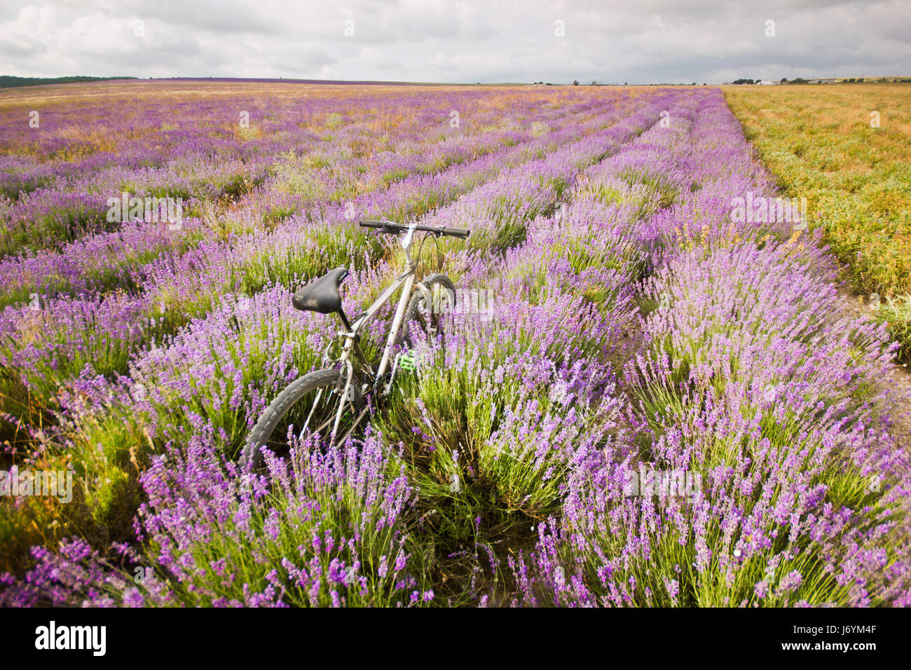 bicycle on a lavender field Stock Photo - Alamy