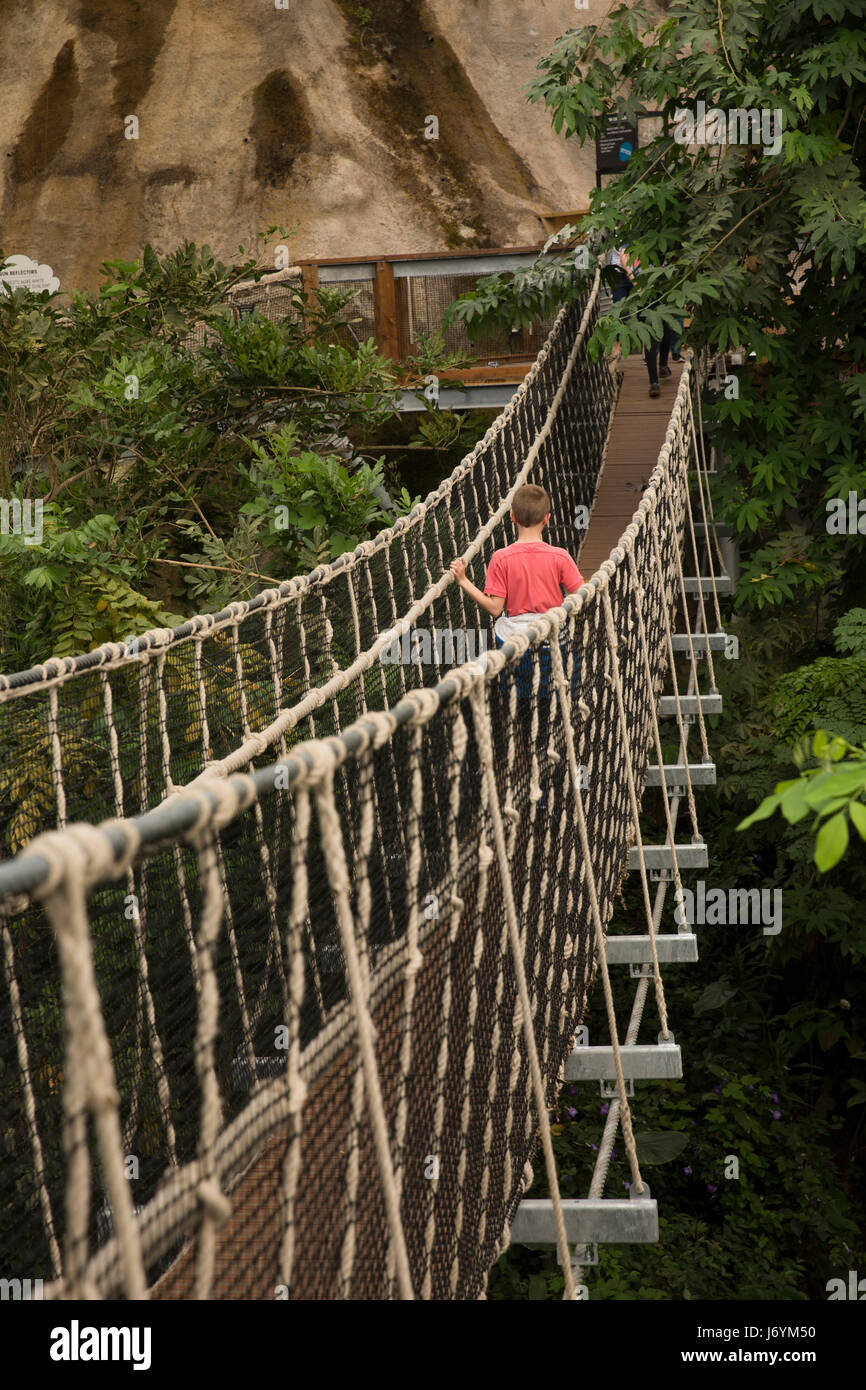 UK, Cornwall, St Austell, Bodelva, Eden Project, Rainforest Biome, child crossing elevated rope bridge Stock Photo