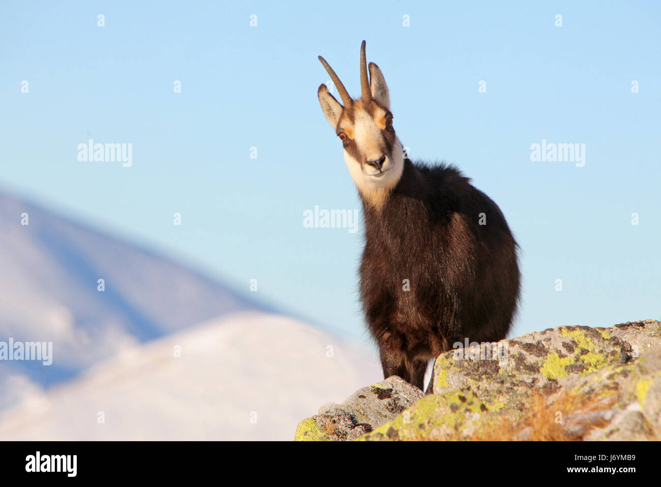 Chamois at winter in Tatras - rupicapra rupicapra Stock Photo