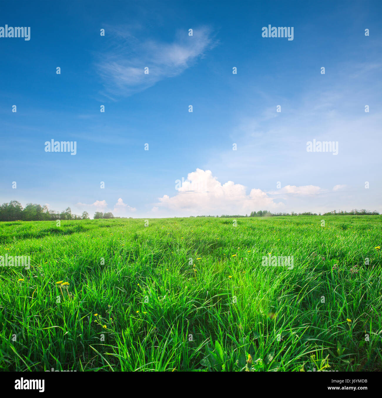 Green field with flowers under blue cloudy sky Stock Photo - Alamy