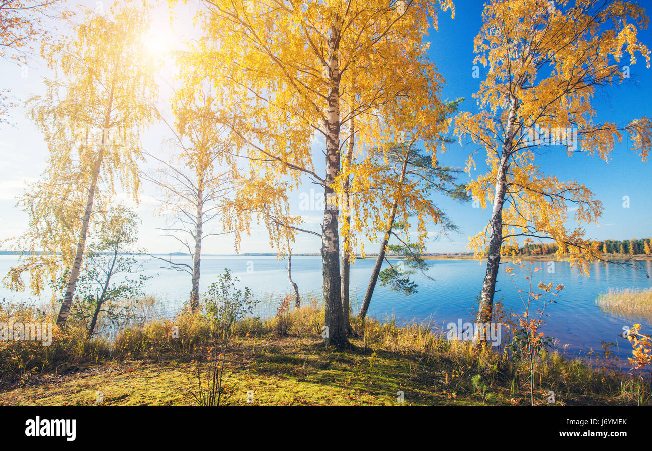 Autumnal Park. Autumn Trees and lake Stock Photo - Alamy