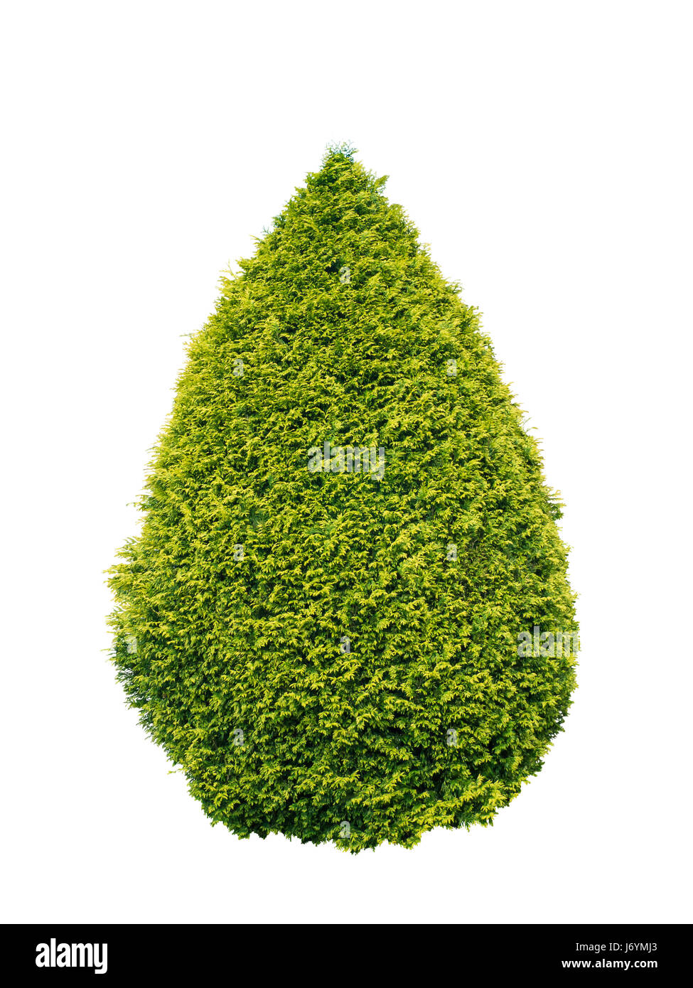 Lush green and yellow thuja conical shrub isolated on white Stock Photo