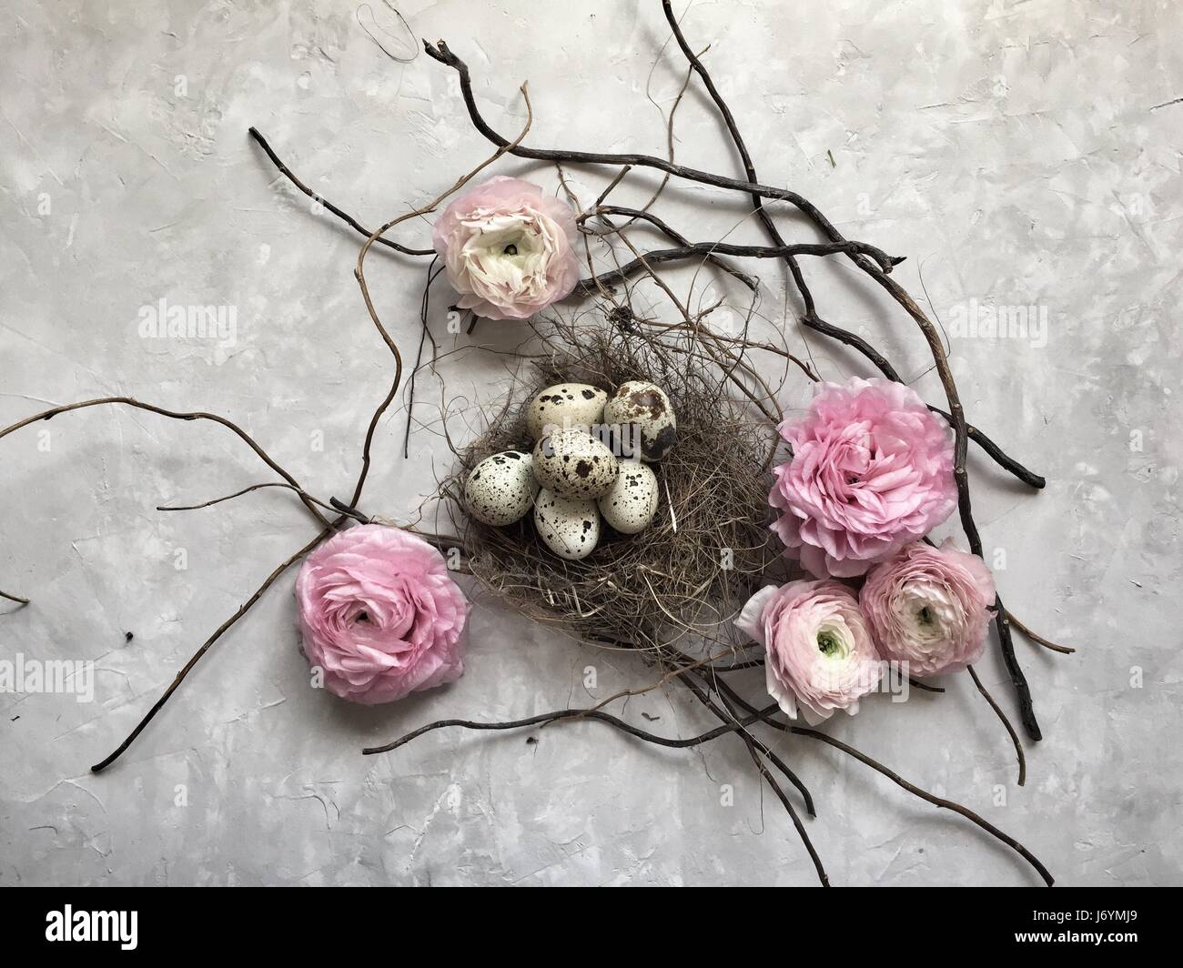 Quail eggs in a bird's nest with ranunculi  flowers Stock Photo