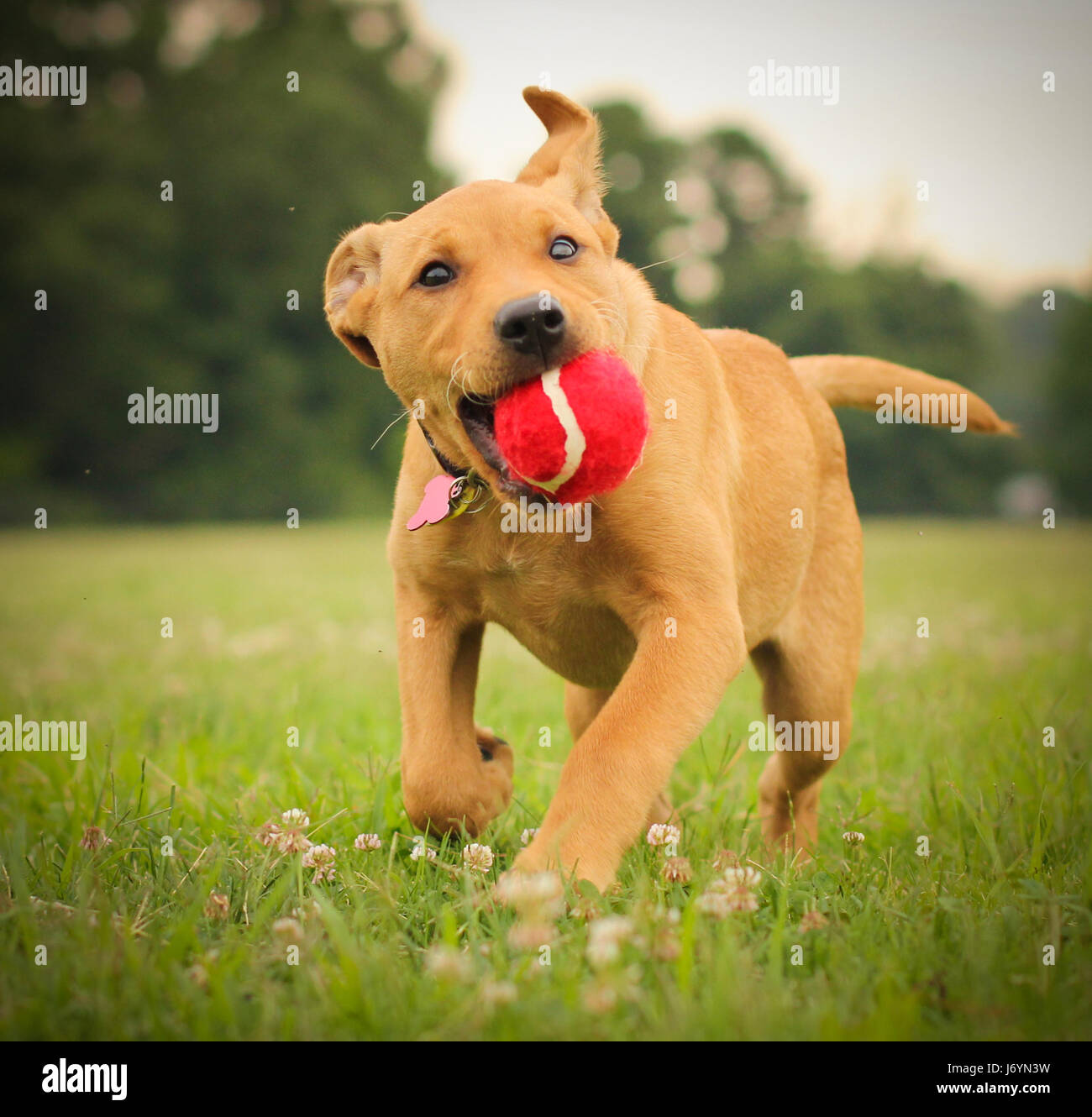 Labrabull Puppy running with ball in mouth Stock Photo