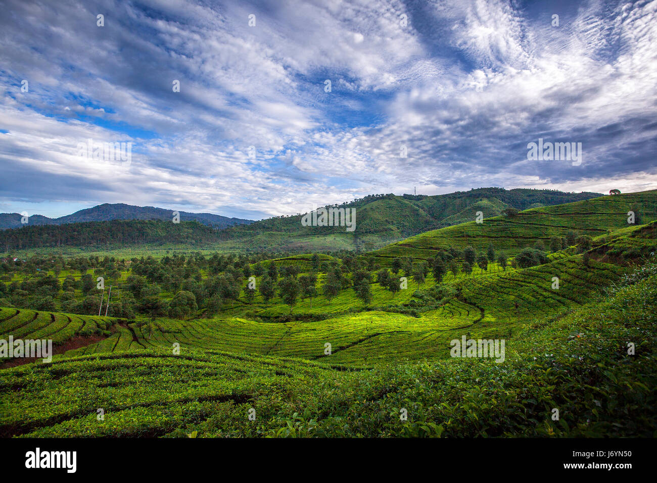 Tea Plantation, Ciwidey Bandung, West Java, Indonesia Stock Photo