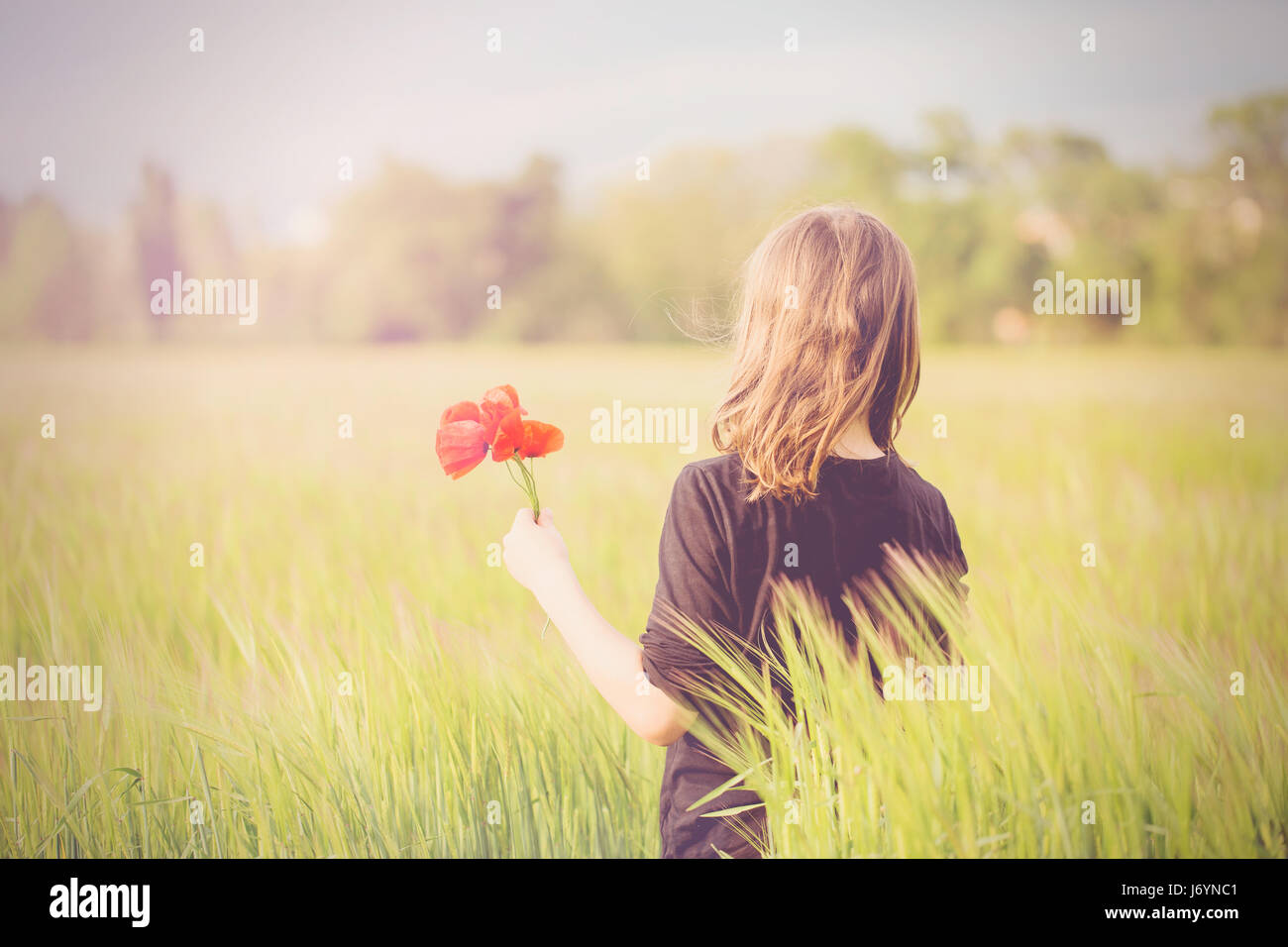 Boy standing in field holding poppies Stock Photo - Alamy