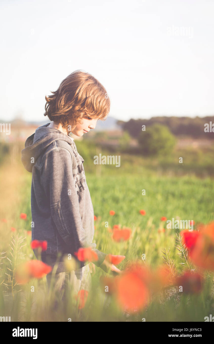 Boy standing in a poppy field Stock Photo - Alamy