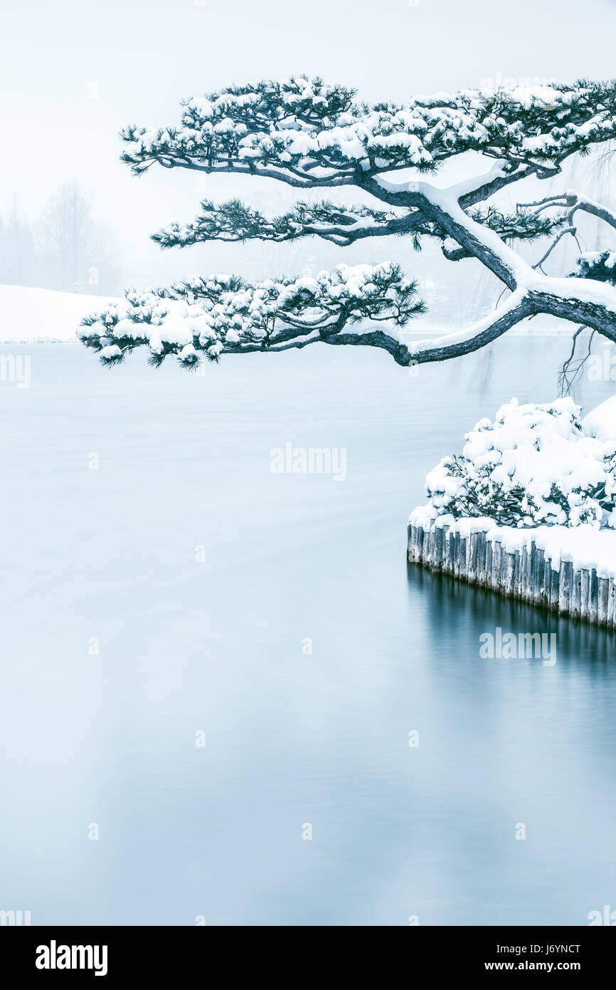 Snow covered Tree in Japanese garden, Chicago Botanic Gardens, Illinois, United States Stock Photo
