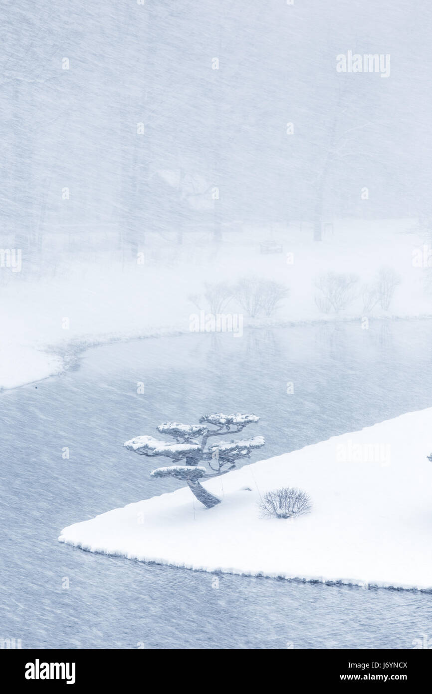 Snow covered Tree in Japanese garden, Chicago Botanic Gardens, Illinois, United States Stock Photo