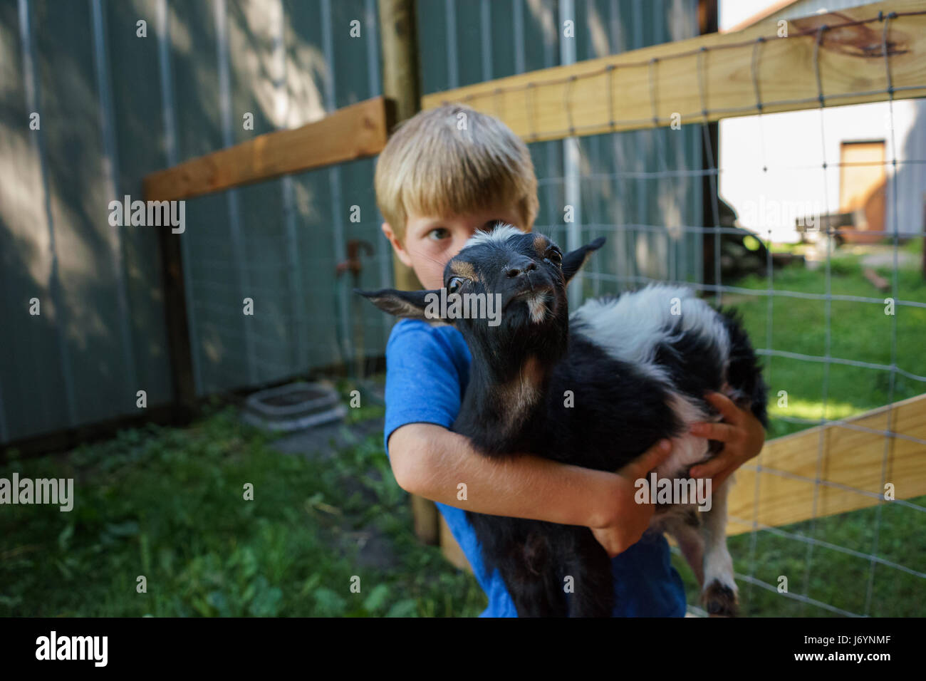 Boy carrying a goat on homestead Stock Photo Alamy