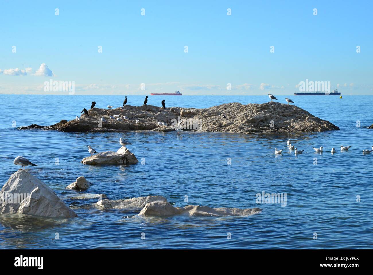 Birds in ocean hi-res stock photography and images - Alamy