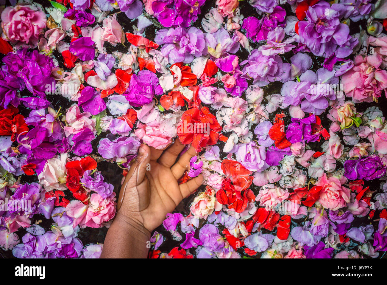 Girl's hand touching flowers floating in water Stock Photo
