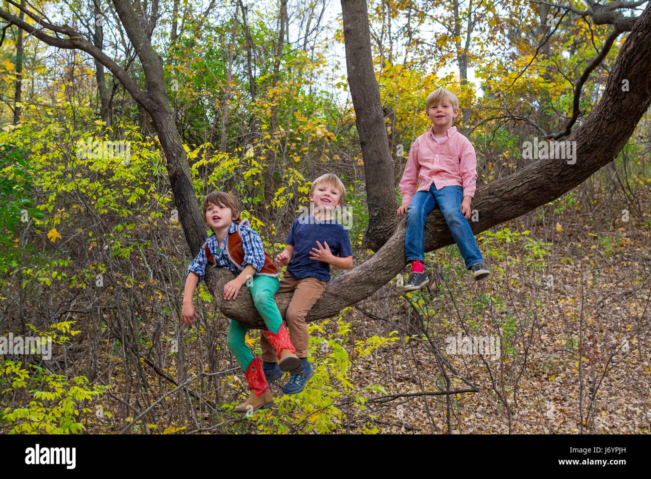 Three boys sitting in a tree Stock Photo