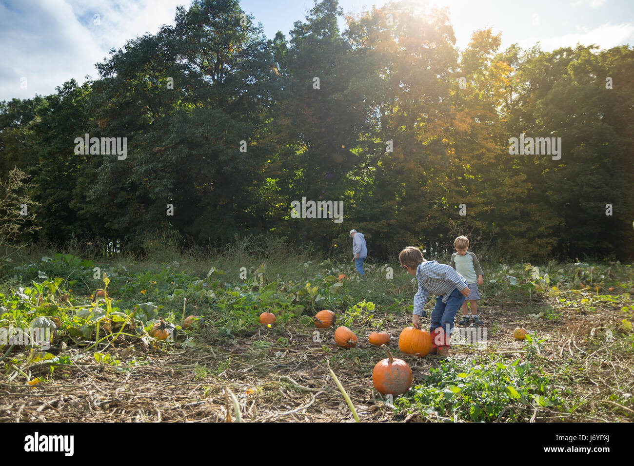 Grandfather picking pumpkins in a pumpkin patch with two grandchildren Stock Photo