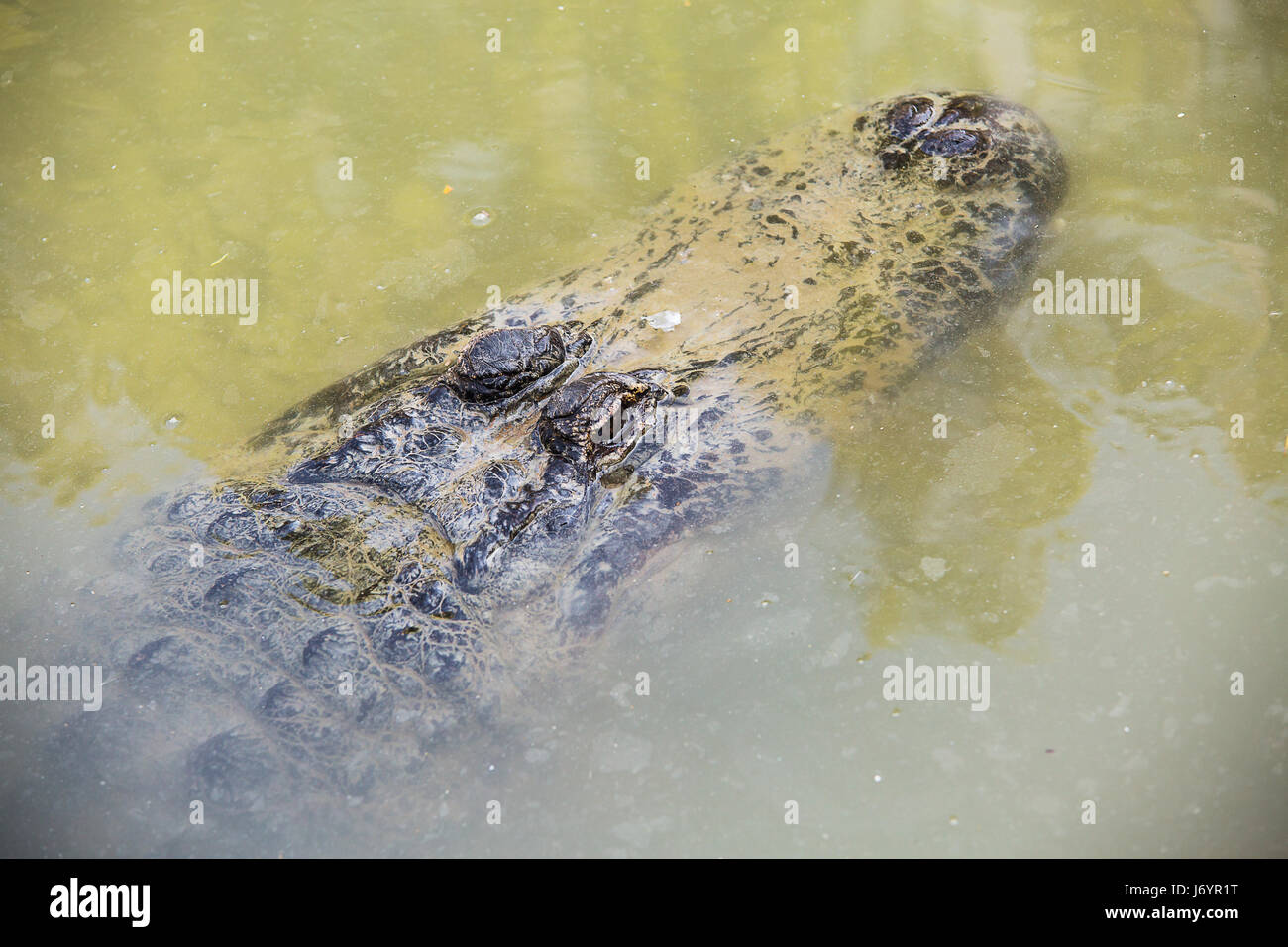 Crocodile in the water of a pond in Hamat Gader, Israel . Stock Photo